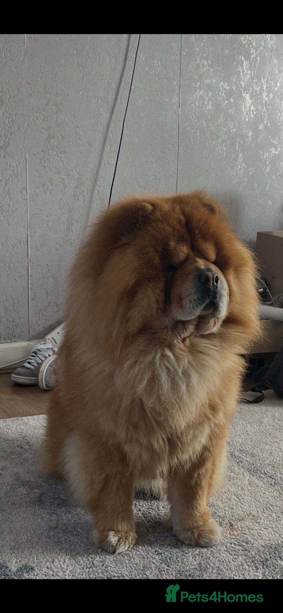 Chow Chow dogs Chow chow  - Advert 2