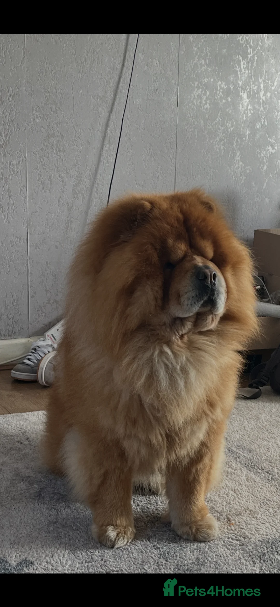 Chow Chow dogs for sale: Chow chow  in Heywood - Advert 1