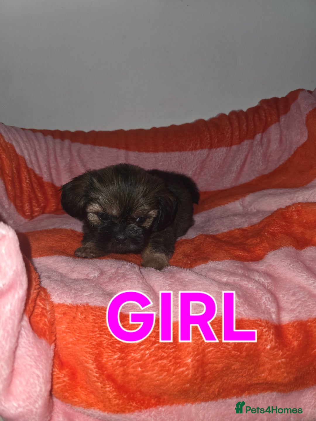 Shih Tzu dogs for sale: Shih tzu  - Image 11