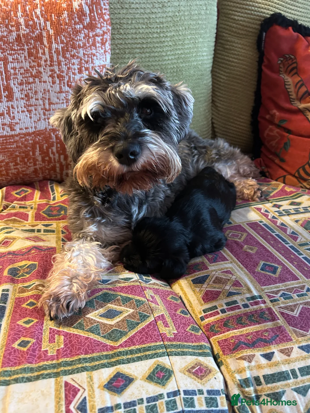 Miniature Schnauzer dogs for sale: Pedigree Miniature Schnauzers in Nottingham - Advert 15