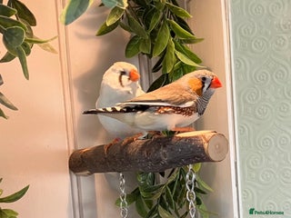 Finches birds Zebra Finches - Advert 3