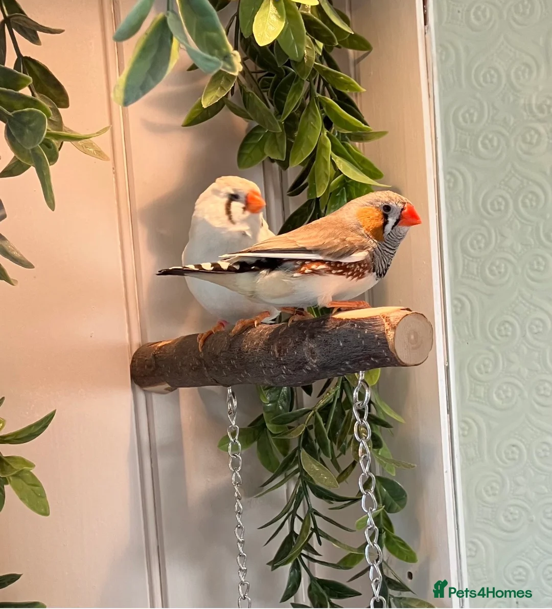 Finches birds for sale: Zebra Finches  - Advert 1