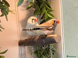 Finches birds Zebra Finches - Advert 6