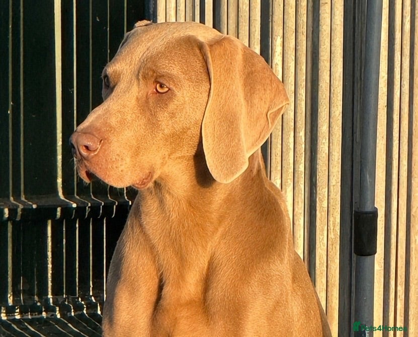 Weimaraner dogs PROVEN STUD - Advert 4