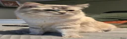 Mixed Breed cats for sale: British blue mixed ragdoll  in Edinburgh - Advert 9