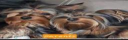 Yorkshire Terrier dogs for sale: 🐾 Beautiful Yorkshire Terrier Girls - Advert 8