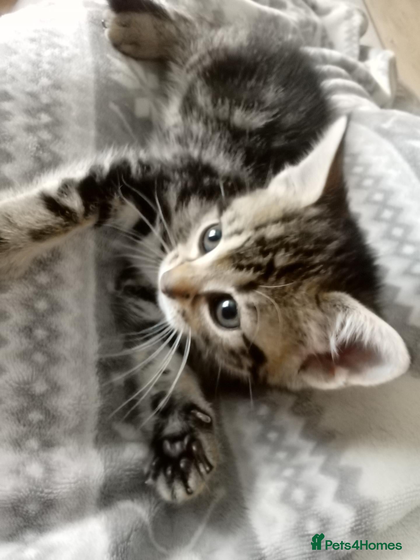 Mixed Breed cats Female Ragdoll x Tabby kitten - Advert 9