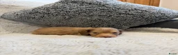 Dachshund dogs for sale: Long-haired miniature daschund pups for sale  - Advert 11