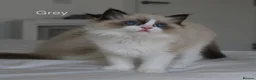 Ragdoll cats for sale: TICA Registered Ragdoll Kittens - Advert 10