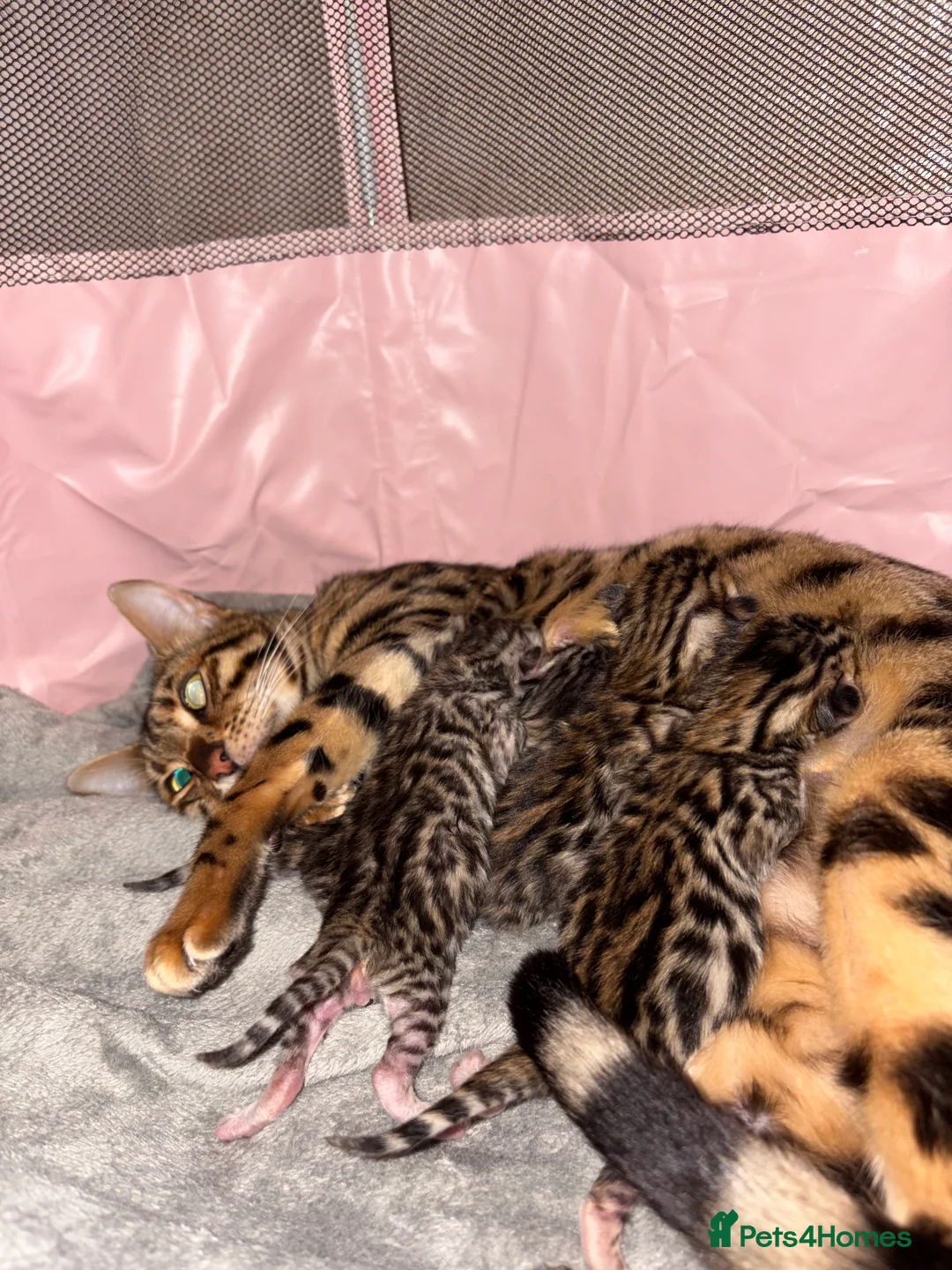 Bengal cats for sale: Pure Bengal kittens  in Oswestry - Advert 12