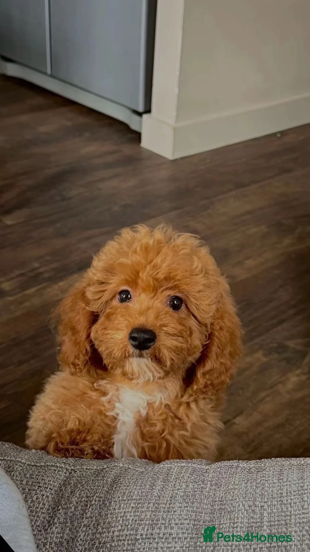 Cavapoochon dogs for sale: Beautiful Teddy Bear Cavapoochon Girl – Bijou - Advert 1