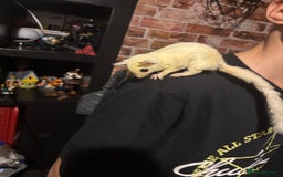 Sugar Glider rodents for sale: Twin sugar gliders - Image 9