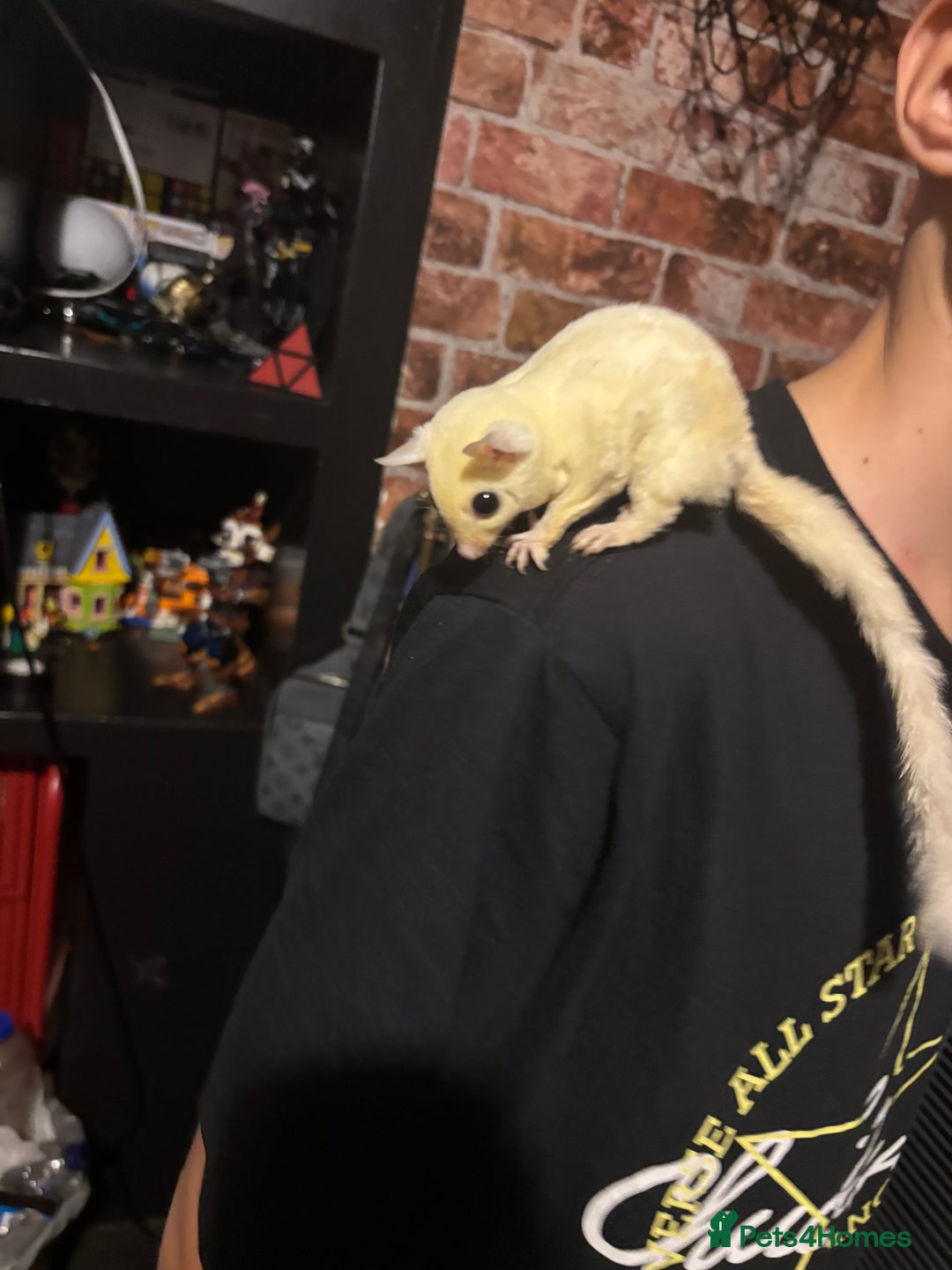 Sugar Glider rodents for sale: Twin sugar gliders - Image 9
