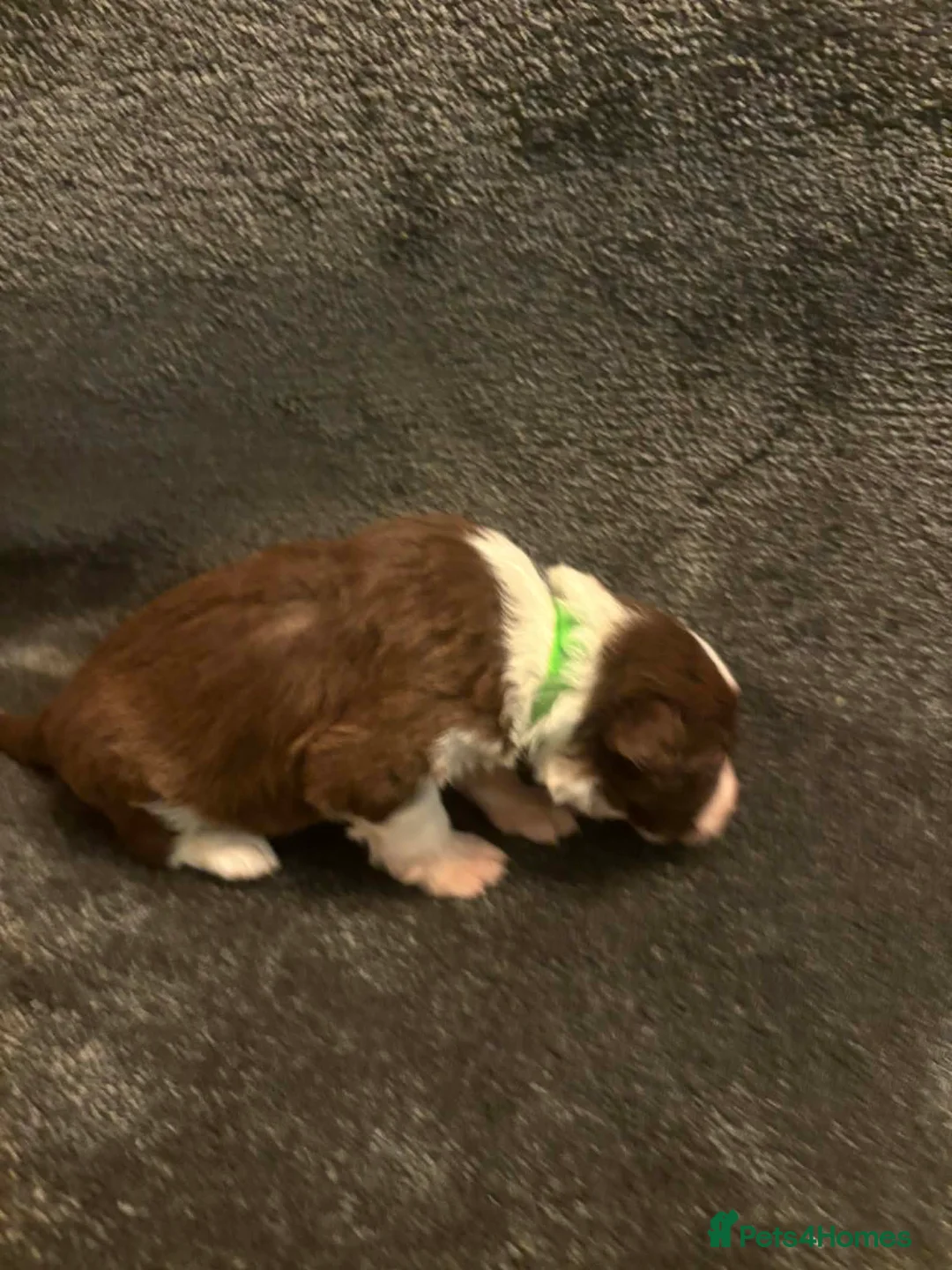 Border Collie dogs for sale: 8 Gorgeous Border Collie Puppies for Sale  - Advert 14