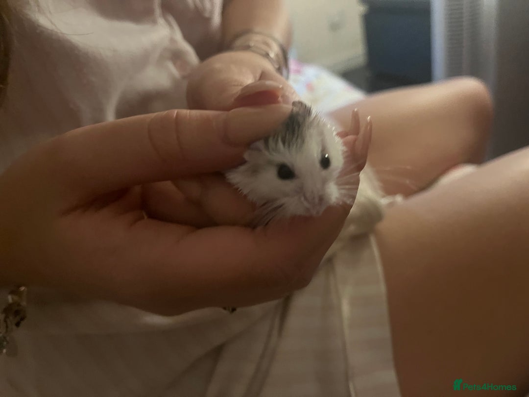 Hamster rodents for sale: Female robo dwaf hamster  - Advert 3