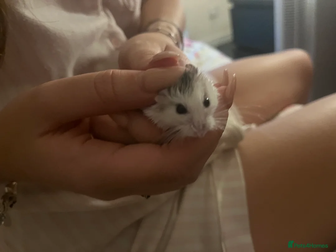 Hamster rodents for sale: Female robo dwaf hamster  - Advert 3