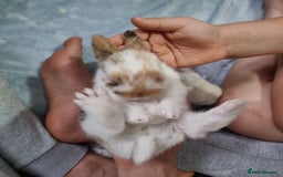 Mixed Breed rabbits for sale: 3 mini lop baby rabbits for sale  - Image 6