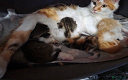 Mixed Breed cats for sale: Beautiful Fluffy Kittens 2 Boys 1 Girl - Image 13