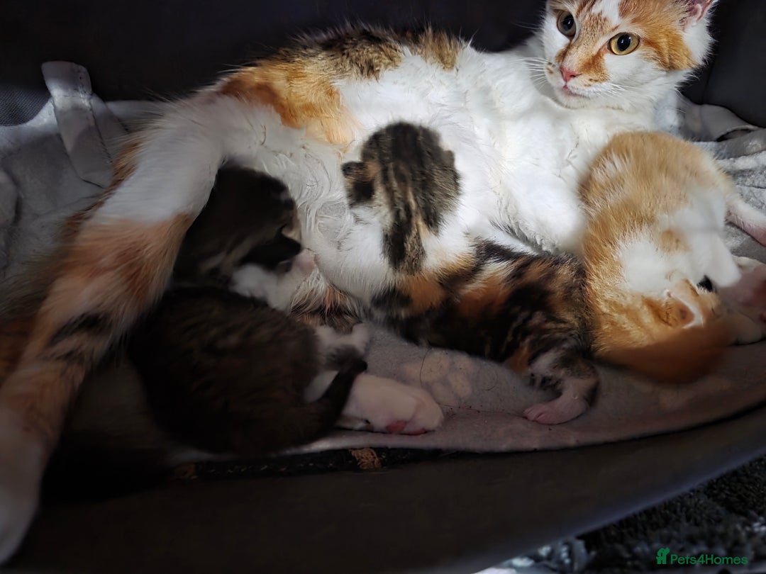 Mixed Breed cats for sale: Beautiful Fluffy Kittens 2 Boys 1 Girl - Image 13