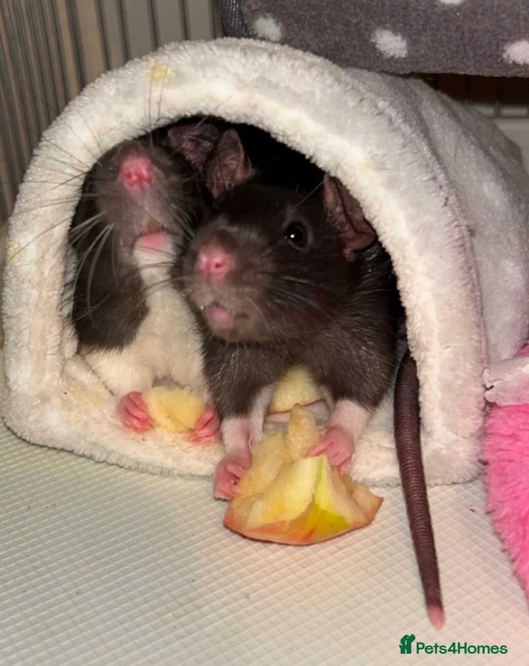 Rat rodents for sale: 2x all black and black and white male Rats in London - Advert 2