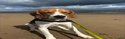 Beagle dogs for sale: Murphy – Looking for His Forever Home 🐾 in Hull - Advert 3