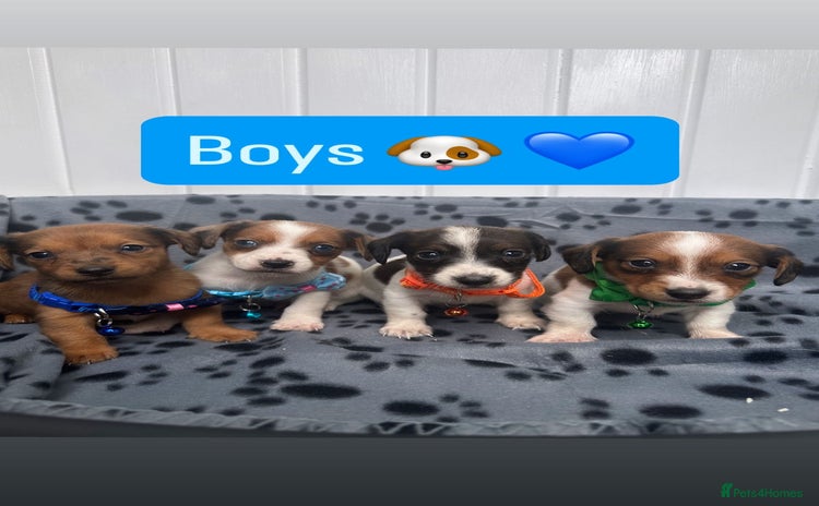 Jack Russell dogs - Advert 1