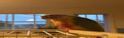 Conures birds for sale: Semi-Tame Conure - Advert 3