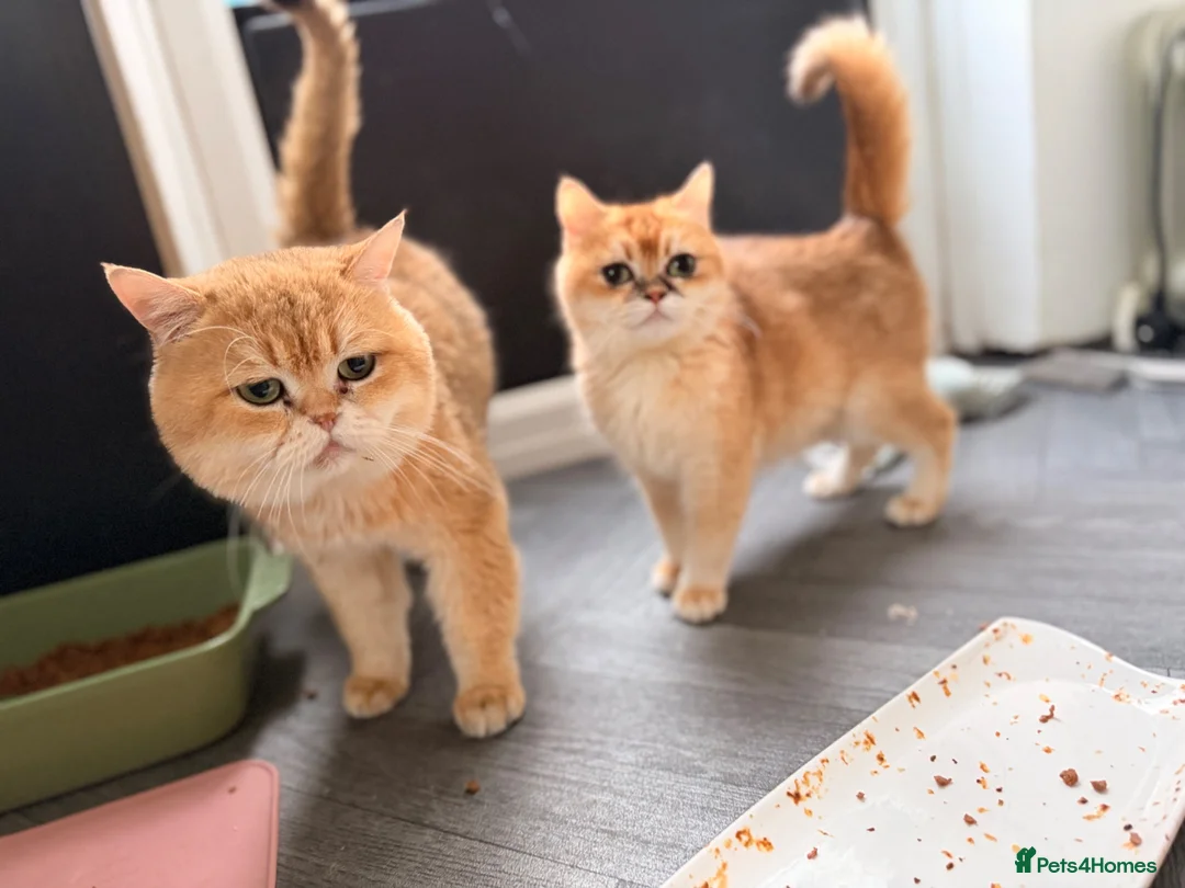 British Shorthair cats for sale: Golden point gorgeous Boy  - Advert 7