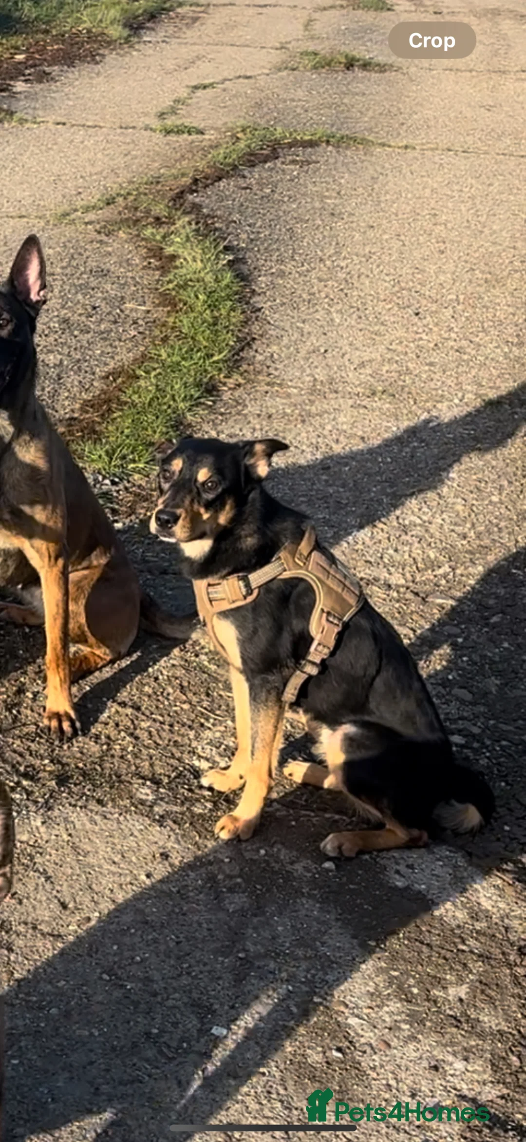 Mixed Breed dogs for sale: Tulip! - Advert 2