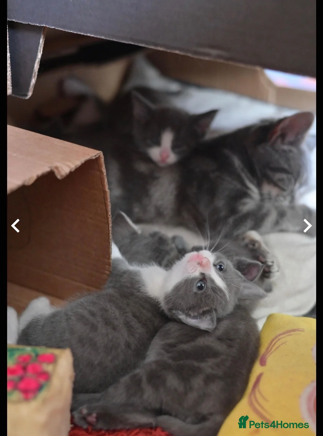 Mixed Breed cats for sale: Beautiful kitten  - Advert 4