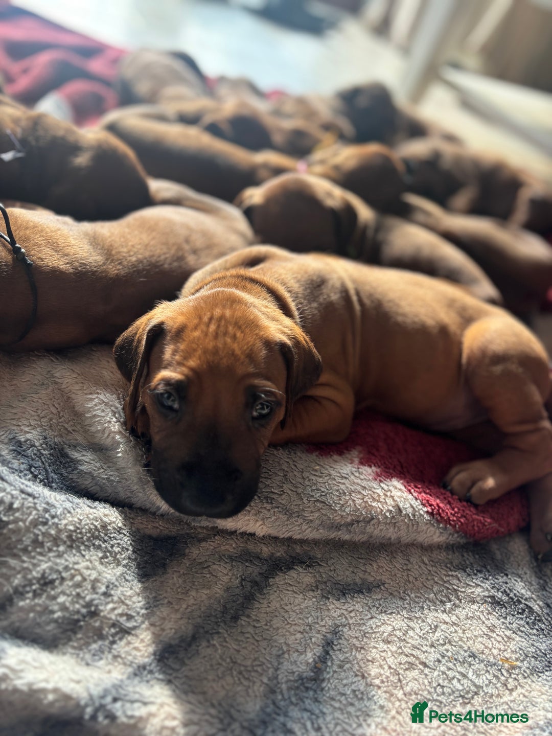 Rhodesian Ridgeback dogs for sale: Dark red wheaten puppies KC registered in ELY - Image 1