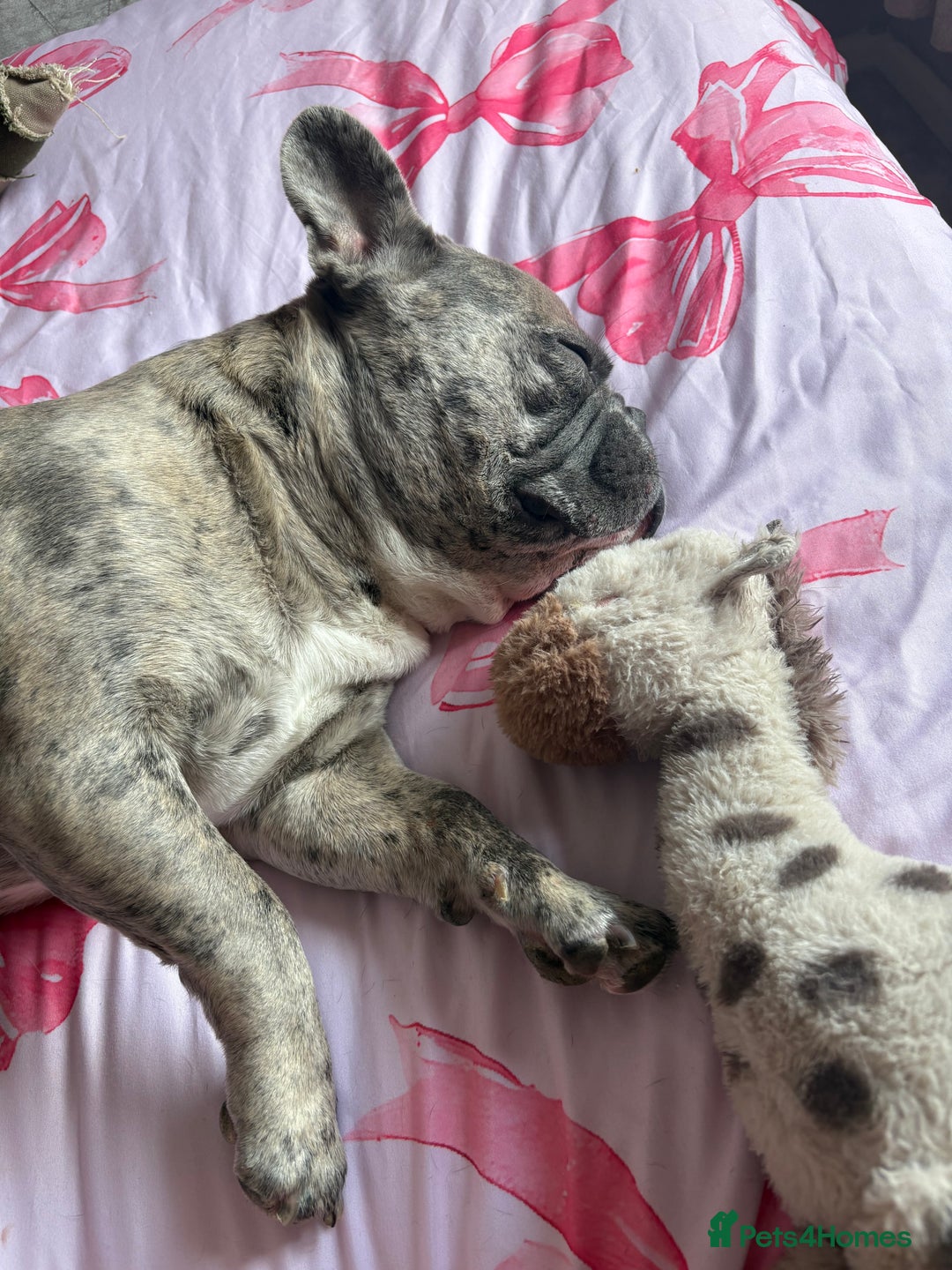 French Bulldog dogs for stud: Male French bulldog for stud in Bristol - Advert 8