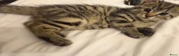 Mixed Breed cats for sale: Kittens  - Advert 9