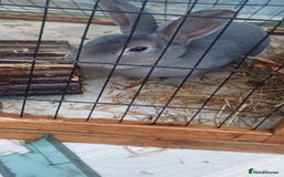 English Lop rabbits for sale: Female rabbits hutches included - Image 4