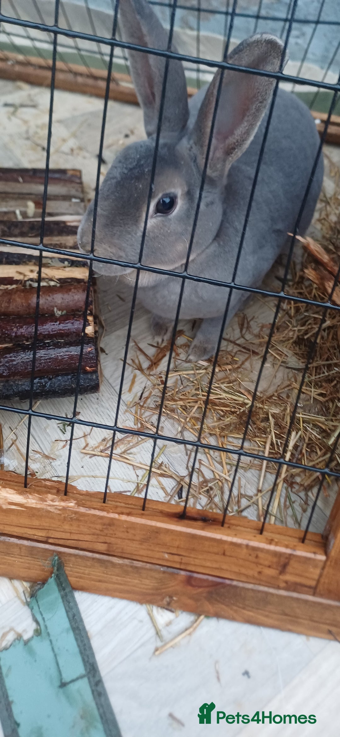 English Lop rabbits for sale: Female rabbits hutches included - Image 4