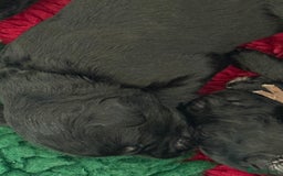 Mixed Breed dogs for sale: 5* medium half Australian labradoodles - Image 15