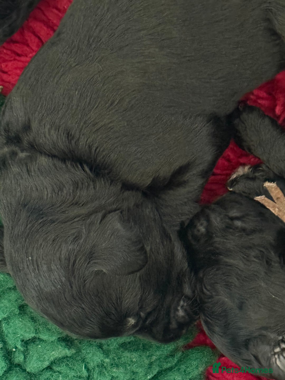 Mixed Breed dogs for sale: 5* medium half Australian labradoodles - Image 15