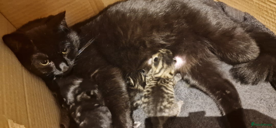 Mixed Breed cats for sale: Gorgeous Mixed Breed Main Coon Kittens  - Image 25