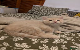 Mixed Breed cats for sale: Fluffy Cream BSH Mixed Breed Male Kitten - Image 4