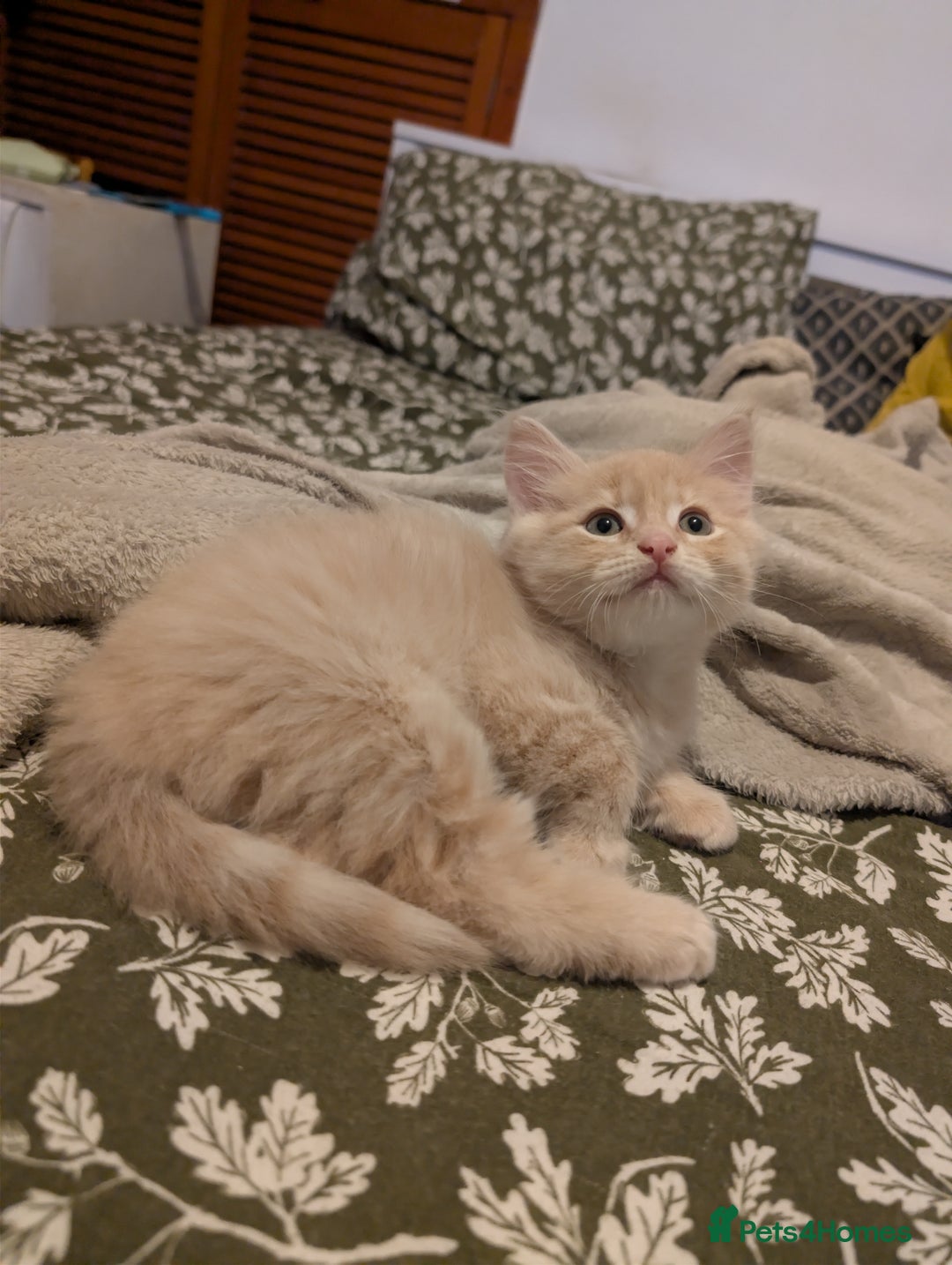 Mixed Breed cats for sale: Fluffy Cream BSH Mixed Breed Male Kitten - Image 4