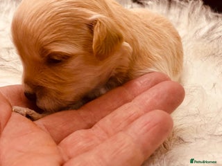 Maltipoo dogs - Advert 1