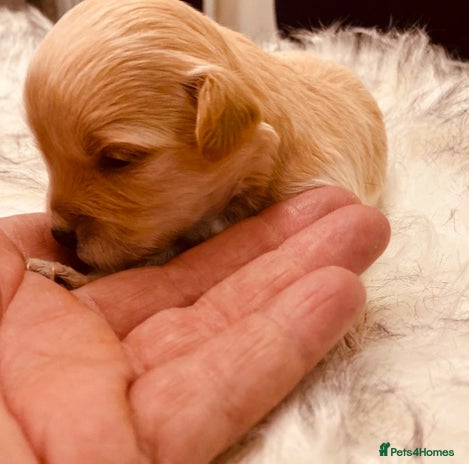 Maltipoo dogs - Advert 1