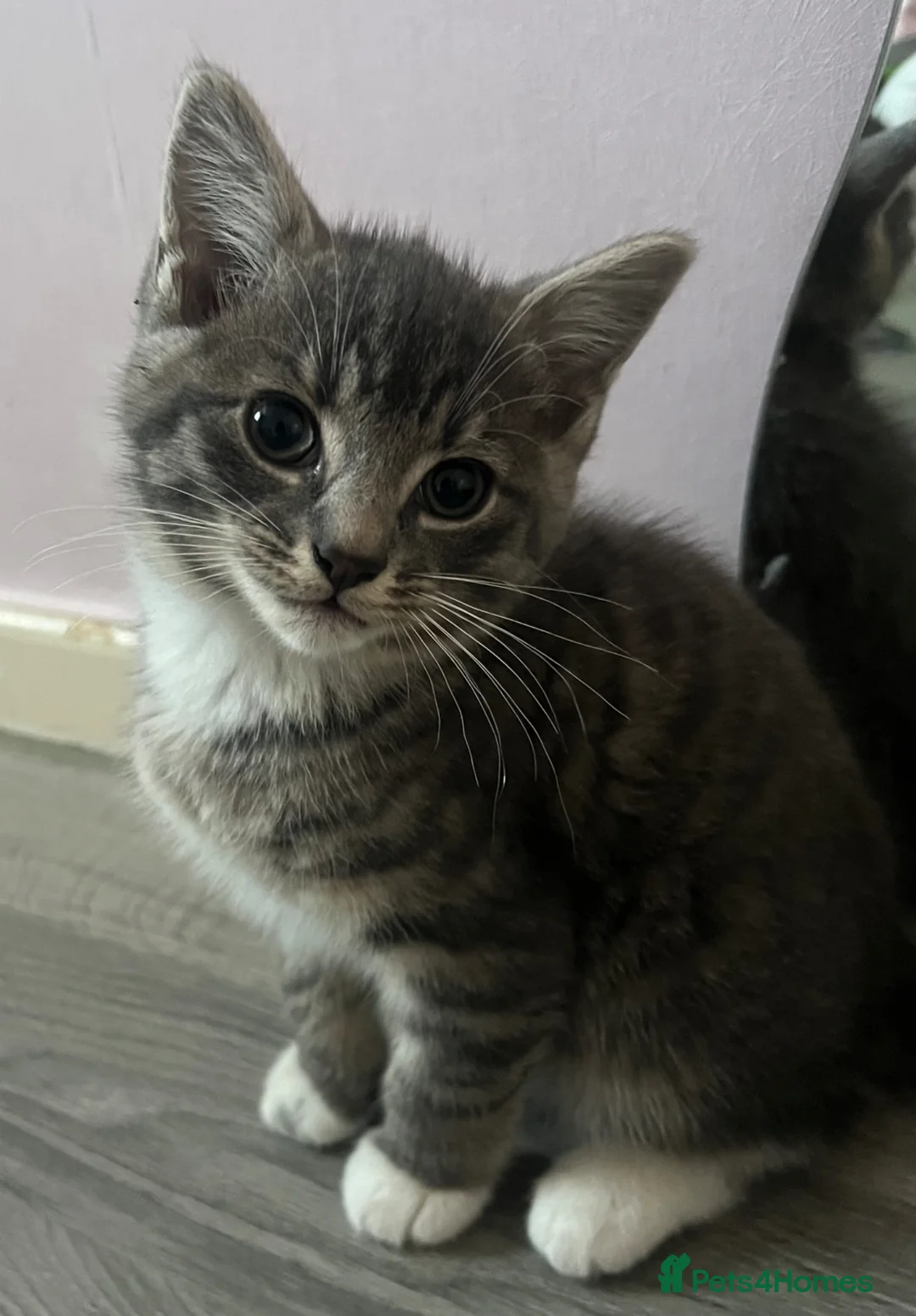 Mixed Breed cats for sale: Cute and playful kittens  - Advert 1