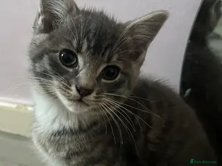Mixed Breed cats Cute and playful kittens - Advert 1