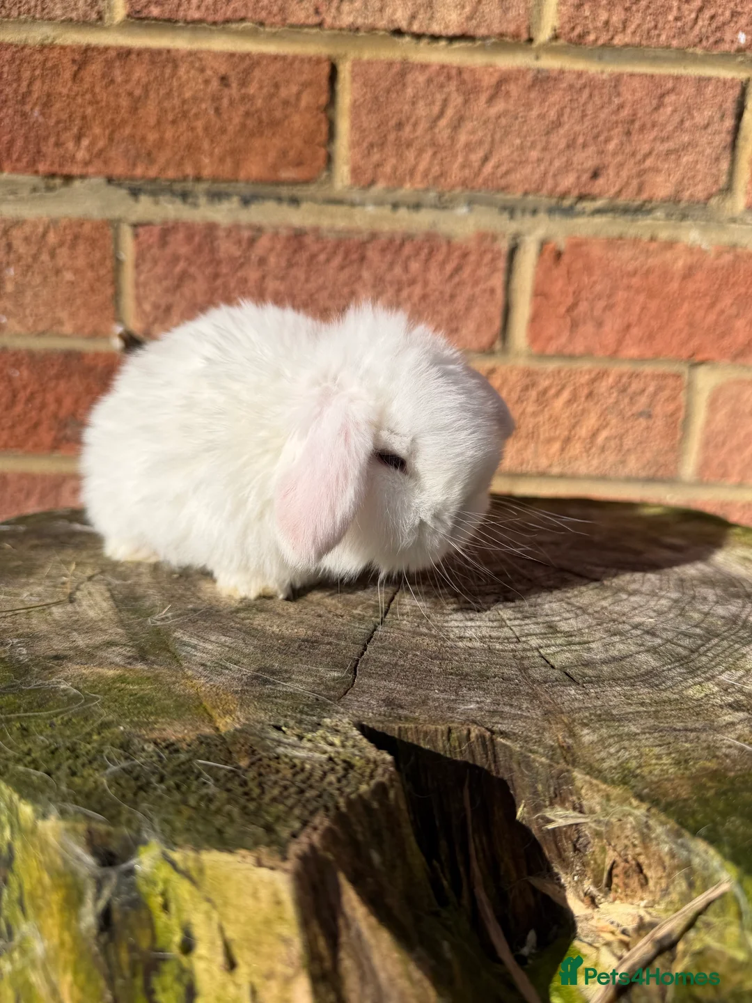 Mini Lop rabbits for sale: Mini Lops available - Advert 5