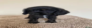 Cocker Spaniel 4