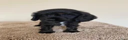 Cocker Spaniel dogs for sale: Kc registered show type spaniels  - Advert 20