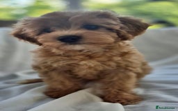 Cavapoochon dogs for sale: F1b MOYEN MERLE CAVAPOOCHON PUPS - Image 7