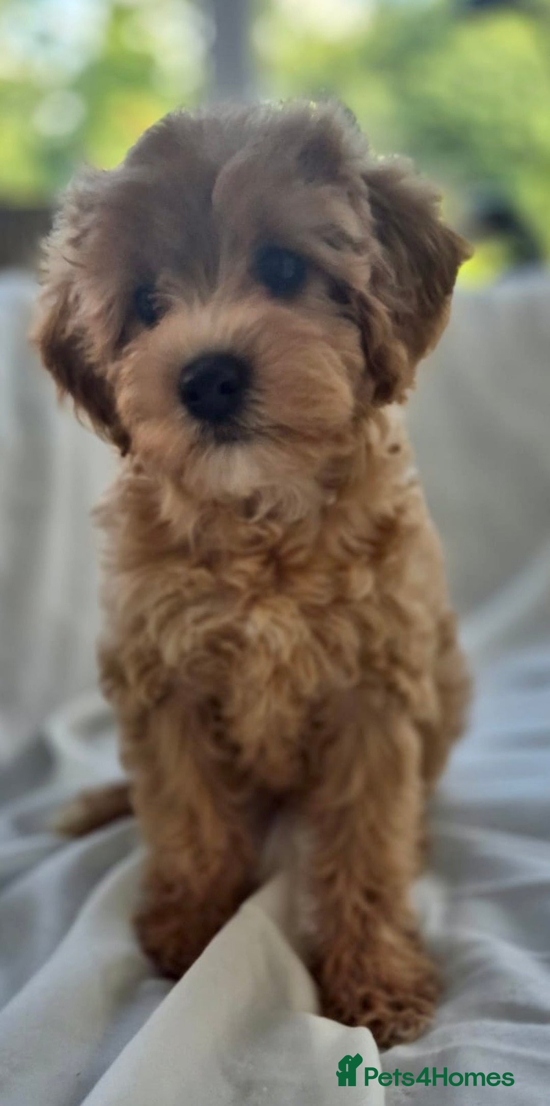 Cavapoochon dogs for sale: F1b MOYEN MERLE CAVAPOOCHON PUPS - Image 7