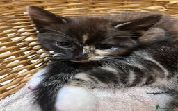 British Shorthair cats for sale: Gorgeous friendly kittens - Image 3